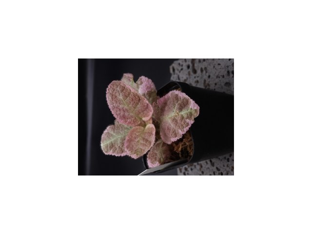 에피스시아핑크스모크 추천 및 가격 비교 장단점 정리