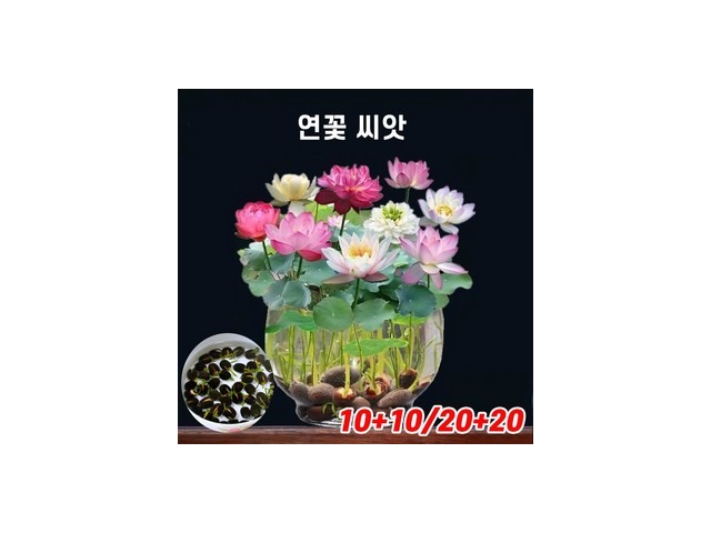 연못식물 추천 한정특가 & 인기 상품 총정리